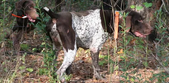 GSP for Quail Hunts